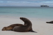 Galapagos Sea Lion (Zalophus wollebaiki)