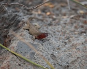 Lava Lizard (Microlophus albemariensis)