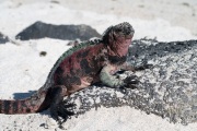 Galapagos Marine Iguana (Amblyrhynchus cristatus)
