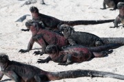 Galapagos Marine Iguanas (Amblyrhynchus cristatus)