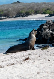 Galapagos Sea Lion (Zalophus wollebaiki)