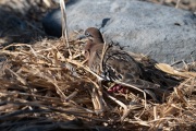 Galapagos Dove (Zenaida galapagoensis)