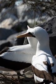 Nazca Boobies (Sula granti)