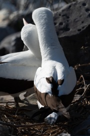 Nazca Boobies (Sula granti)