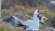 Nazca Boobies (Sula granti)