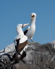 Nazca Boobies (Sula granti)