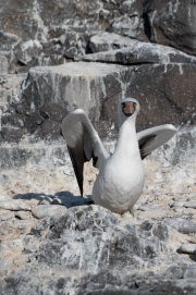 Nazca Booby (Sula granti)