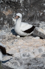 Nazca Booby (Sula granti)