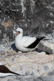 Nazca Booby (Sula granti)
