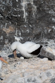 Nazca Booby (Sula granti)