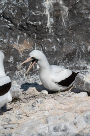 Nazca Booby (Sula granti)