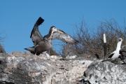 Waved albatross chick (Phoebastria irrorata)