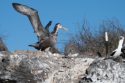 Waved albatross chick (Phoebastria irrorata)