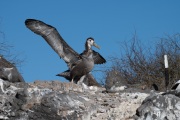 Waved albatross chick (Phoebastria irrorata)