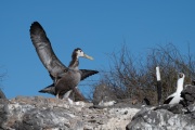 Waved albatross chick (Phoebastria irrorata)