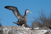 Waved albatross chick (Phoebastria irrorata)
