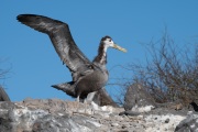 Waved albatross chick (Phoebastria irrorata)
