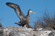 Waved albatross chick (Phoebastria irrorata)