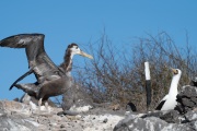 Waved albatross chick (Phoebastria irrorata)