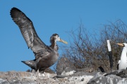 Waved albatross chick (Phoebastria irrorata)