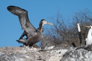 Waved albatross chick (Phoebastria irrorata)