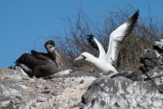 Waved albatross chick (Phoebastria irrorata)