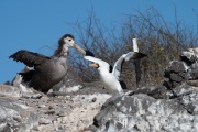Waved albatross chick (Phoebastria irrorata)