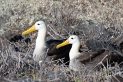Waved albatross (Phoebastria irrorata)