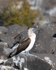 Blue-footed Booby (Sula neboixii)
