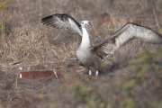 Waved albatross (Phoebastria irrorata)