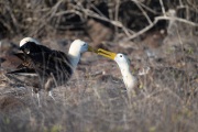 Waved albatross (Phoebastria irrorata)
