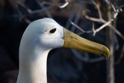 Waved albatross (Phoebastria irrorata)