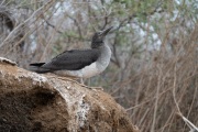 Juvenile Blue-footed Booby (Sula neboixii)