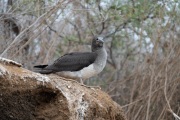 Juvenile Blue-footed Booby (Sula neboixii)