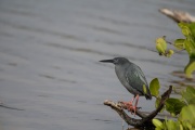 Lava Heron (Butorides sundevalli)
