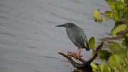 Lava Heron (Butorides sundevalli)