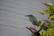 Lava Heron (Butorides sundevalli)