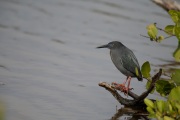 Lava Heron (Butorides sundevalli)