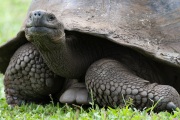 Galapagos Tortoise (Chelonoidis porteri)