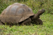 Galapagos Tortoise (Chelonoidis porteri)