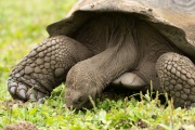 Galapagos Tortoise (Chelonoidis porteri)