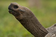 Galapagos Tortoise (Chelonoidis porteri)