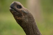 Galapagos Tortoise (Chelonoidis porteri)