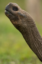 Galapagos Tortoise (Chelonoidis porteri)