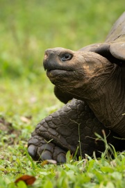 Galapagos Tortoise (Chelonoidis porteri)