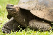 Galapagos Tortoise (Chelonoidis porteri)