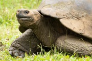 Galapagos Tortoise (Chelonoidis porteri)