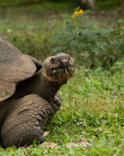 Galapagos Tortoise (Chelonoidis porteri)