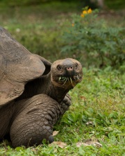 Galapagos Tortoise (Chelonoidis porteri)