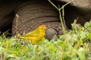 Yellow Warbler (Setophaga petecchia)